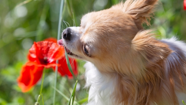 Attention aux intoxications : le top 5 des plantes les plus toxiques pour les chiens (et le chat ?)