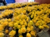 « Une rose jaune pour Alzheimer », ça commence jeudi!