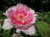 Globe-trotter des jardins, « La Renaudière », à Gergy, vous invite à un merveilleux voyage…