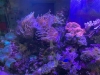 Transformez vos espaces avec des aquariums sur mesure : une touche de sérénité pour les maisons de retraite et les entreprises