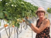 Des fraises chalonnaises ... produites et vendues chez Fleurs de Gergy 