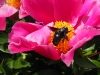 Les jardins de la Bouthière vous ouvrent leurs portes début juin pour "Rendez-vous au jardin"