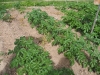 Face aux incivilités, au jardin solidaire des Près Saint Jean à Chalon, on s'organise 