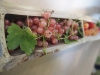 Une journée très festive au Bois Gourmand du Chalonnais
