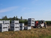 A Cheilly les Maranges, la démonstration de l'efficacité du Plan Vendanges à destination d'une main d'oeuvre locale éloignée de l'emploi