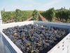 A Cheilly les Maranges, la démonstration de l'efficacité du Plan Vendanges à destination d'une main d'oeuvre locale éloignée de l'emploi