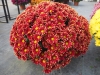 La filière française du chrysanthème avait rendez-vous à Tournus 