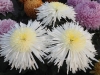La filière française du chrysanthème avait rendez-vous à Tournus 