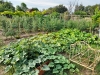 Les jardins familiaux de Chalon sur Saône ou comment  habiter en centre-ville, sans jardin, ni terrasse, ni balcon, mais néanmoins, déguster les délices de son potager… !