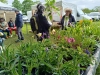 FOIRE AUX PLANTES DE LA FERTE - Un nombre de visiteurs inédit pour l'ouverture ce samedi matin de l'édition 2024