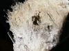 Les quartz de La Gardette ont illuminé la bourse des cristalliers de Chamonix
