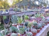 JOURNEES DES PLANTES A LA FERTE - Démarrage sur les chapeaux de roue ce samedi matin dans les allées de La Ferté