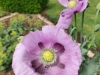 Laissez-vous subjuguer par le parfum enivrant du jardin de la Bouthière ce week-end !