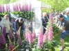 FOIRE AUX PLANTES DE LA FERTE - Le coup de coeur "presse" attribué à ces superbes digitales 