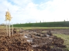 30 hectares de Coulée verte et 13000 arbres plantés sur SaôneOr