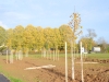 30 hectares de Coulée verte et 13000 arbres plantés sur SaôneOr