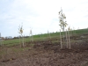 30 hectares de Coulée verte et 13000 arbres plantés sur SaôneOr