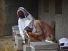 Installation de nouvelles ruches sur le toit de la salle Marcel Sembat