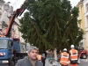 Des grands sapins donnés par des particuliers vont orner nos places chalonnaises!