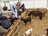 Quand, suite à la COVID, la place aux fleurs 2022 se transforme en place aux animaux