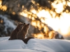 Le jeune photographe suisse Mickaël Sauser, né dans le Jura Bernois, animera une conférence et exposera à Chalon-sur-Saône