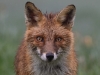 Le jeune photographe suisse Mickaël Sauser, né dans le Jura Bernois, animera une conférence et exposera à Chalon-sur-Saône