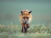 Le jeune photographe suisse Mickaël Sauser, né dans le Jura Bernois, animera une conférence et exposera à Chalon-sur-Saône