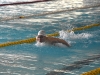 Résultats et podiums du Challenge National de Natation (vendredi matin)