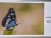 L’exposition « La Nature s’éveille » propose une jolie balade photographique dans le parc Georges Nouelle 