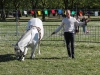 Retour en images sur le Farfelu Circus à Chalon-sur-Saône