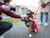 Retour en images sur la magie de Noël au Refuge SPA de Châtenoy-le-Royal : galerie de portraits craquants des chiens en tenue de fête !