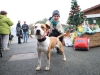 Retour en images sur la magie de Noël au Refuge SPA de Châtenoy-le-Royal : galerie de portraits craquants des chiens en tenue de fête !