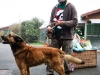 Retour en images sur la magie de Noël au Refuge SPA de Châtenoy-le-Royal : galerie de portraits craquants des chiens en tenue de fête !