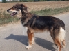 Marley : un chien différent à la recherche d’un lien unique
