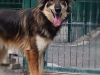Marley : un chien différent à la recherche d’un lien unique