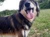 Marley : un chien différent à la recherche d’un lien unique