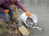 L'étang de Fontaine couverte retrouve ses poissons