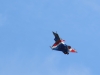 « Un avion, Un enfant, Un rêve » - Un Rafale dans le ciel pour une rafale de voltiges pour ce 25ème anniversaire de l’association "Un avion un enfant un rêve".