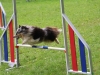 Bonne ambiance au concours d’agility organisé par le club canin de Châtenoy le Royal.