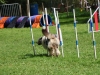 Bonne ambiance au concours d’agility organisé par le club canin de Châtenoy le Royal.