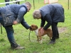 Le Club canin de Châtenoy le Royal a accueilli dimanche 31 mars l’exposition de la Régionale d’Elevage Bourgogne Franche Comté de Staffordshire Bull Terrier Club de France 2024. (2/3)