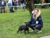Le Club canin de Châtenoy le Royal a accueilli dimanche 31 mars l’exposition de la Régionale d’Elevage Bourgogne Franche Comté de Staffordshire Bull Terrier Club de France 2024. (2/3)
