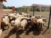 Tonte des moutons en éco-pâturage au stade Guénot : un évènement hors du commun à Châtenoy le Royal. 