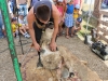 Tonte des moutons en éco-pâturage au stade Guénot : un évènement hors du commun à Châtenoy le Royal. 