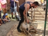 Tonte des moutons en éco-pâturage au stade Guénot : un évènement hors du commun à Châtenoy le Royal. 
