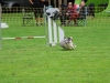 180 chiens ont participé au concours d’agility coorganisé par les clubs de Fontaines et Gergy au château de La Loyère.