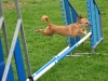 180 chiens ont participé au concours d’agility coorganisé par les clubs de Fontaines et Gergy au château de La Loyère.