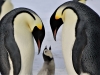 L’incroyable récit de Jean-Philippe Guérin, chef de district en Antarctique lors d’une conférence à Virey-le-Grand ce mardi 16 mai