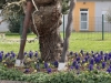 Virey le Grand : la commune honore ses deux fleurs 