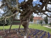 Virey le Grand : la commune honore ses deux fleurs 